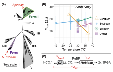Rubisco kinetic isotope effect data figure