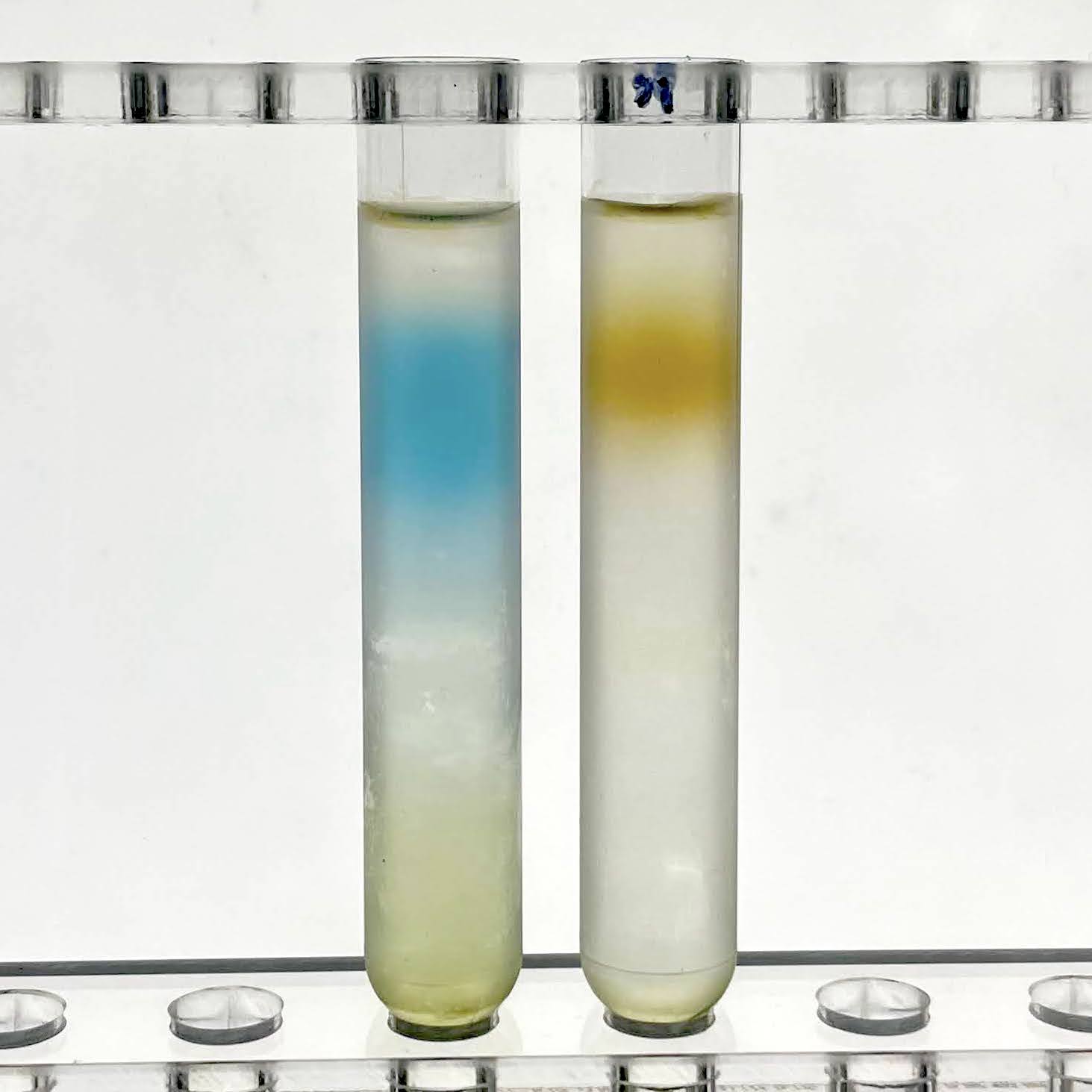 Sucrose density gradients for rubisco purification