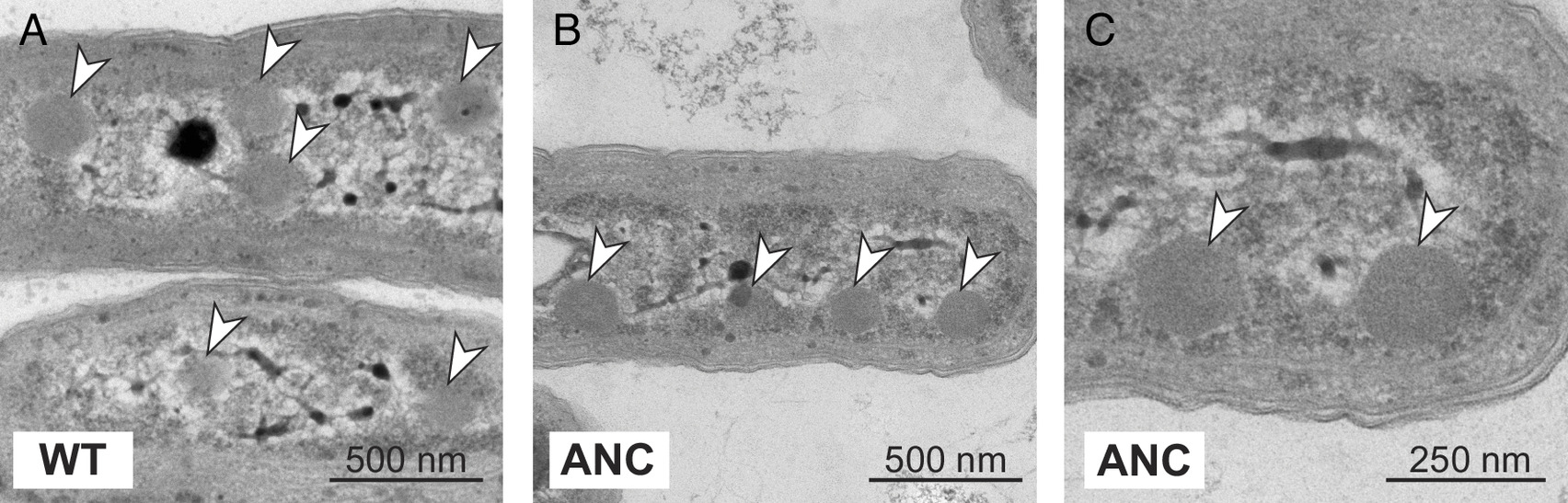 Rubisco superfamily figure from Wang et al. 2023 PNAS
